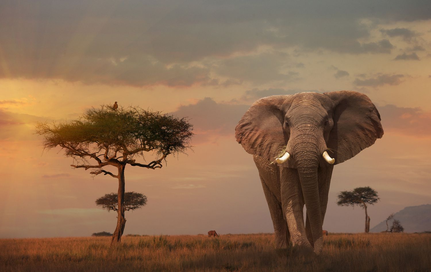 Luxury Serengeti, Ngorongoro & Tarangire Drive-In Safari - Image - 2580